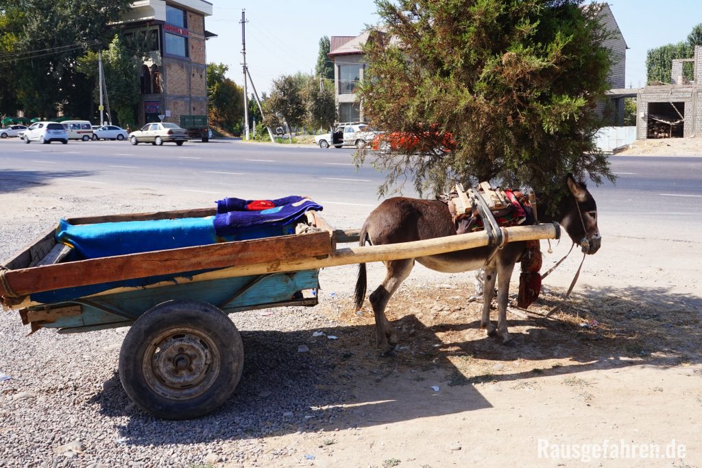 Esel in usbekistan